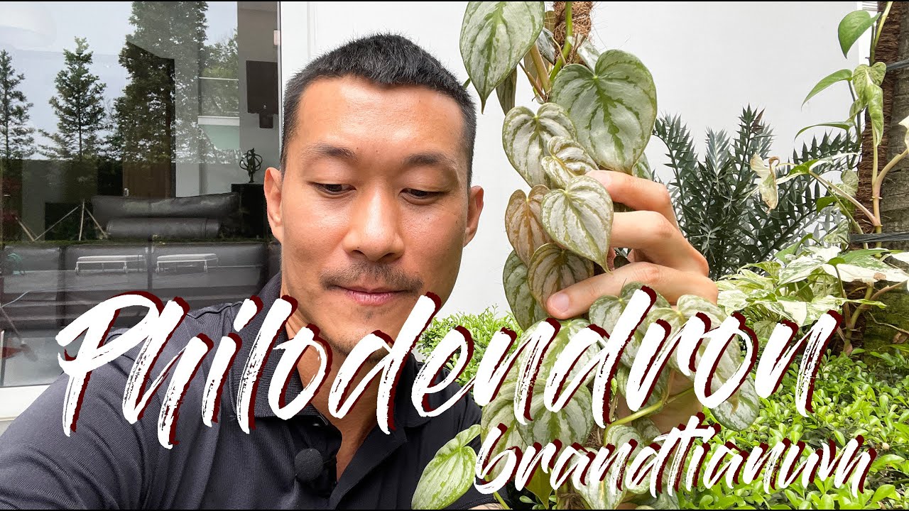 Philodendron brandtianum care and propagation in water and soil (with updates!)
