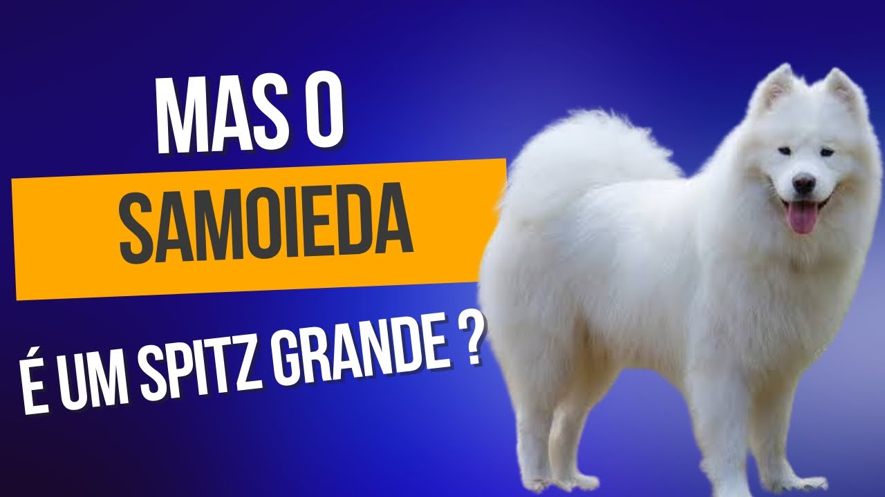 O samoieda é um bom cachorro para ter como pet? - tudo sobre essa raça maravilhosa