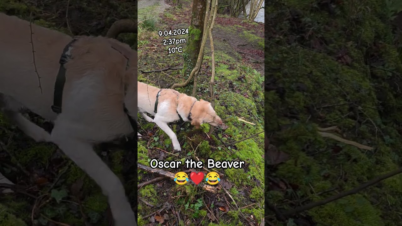 Plessey Woods &ndash; eksploracja #śmieszne #pies #natura #słodkie #labrador #las #las #dzikipies