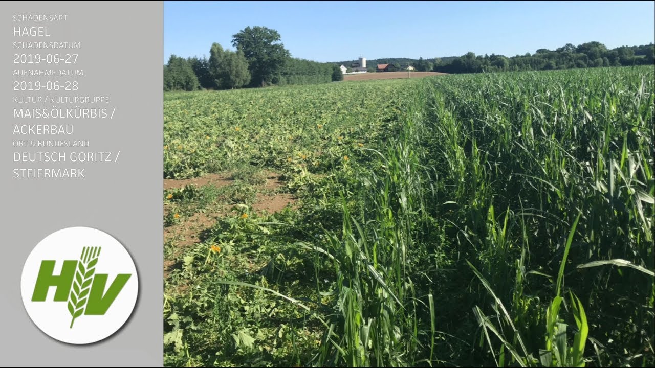 Hagel in Deutsch Goritz | STMK am 27.06.2019 | Ölkürbis | Mais