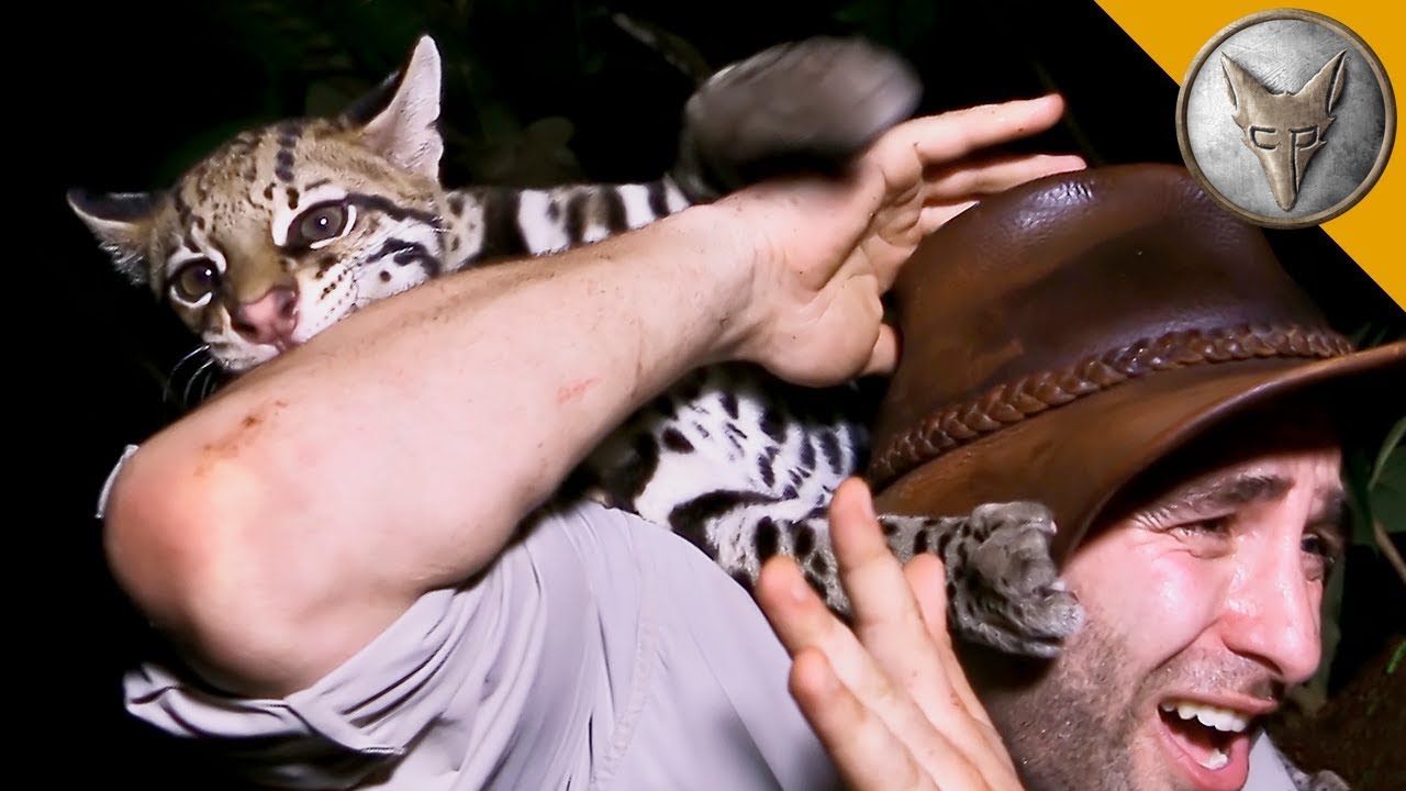 Оцелот НАПАДА! Невероятна среща с дивата котка в джунглата | Brave Wilderness Български