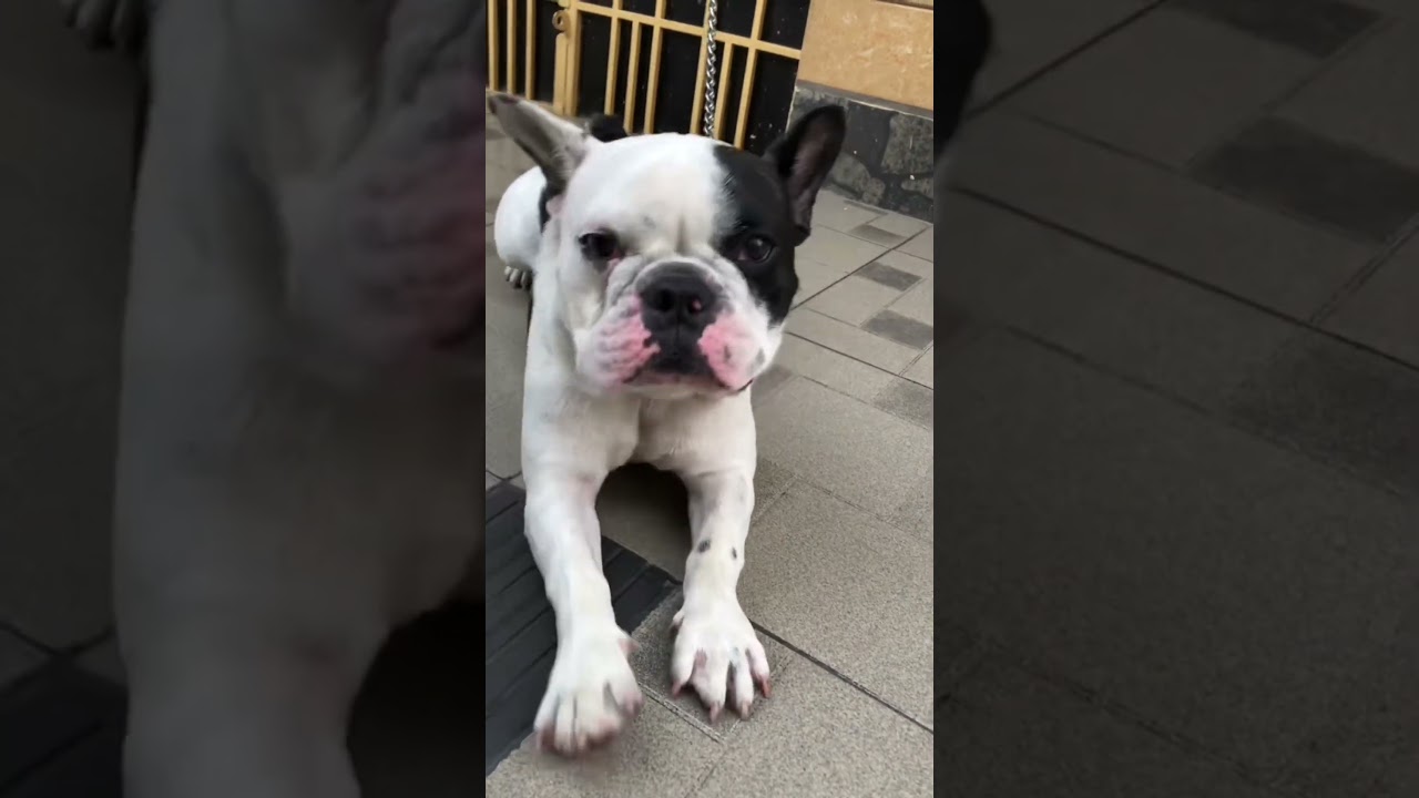 Lu nh&agrave; ai m&agrave; dễ thương qu&aacute; vậy n&egrave; #ytshorts #pets #haidogo #funnydogs #bulldog #frenchie