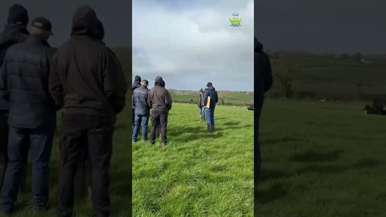Beef cattle, fresh grass, and practical grazing tips in action! 🐄🌱