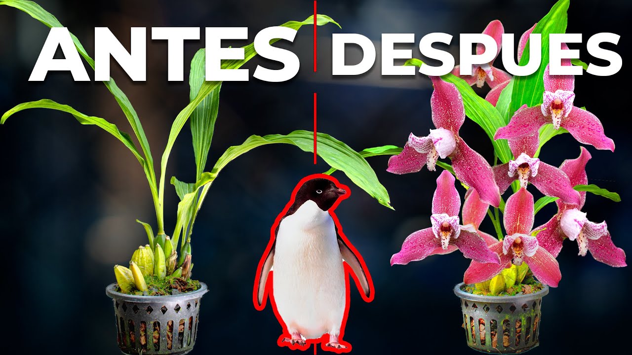 5 Consejos para Florecer su Orquídea | Por Finca Dracula, Panamá