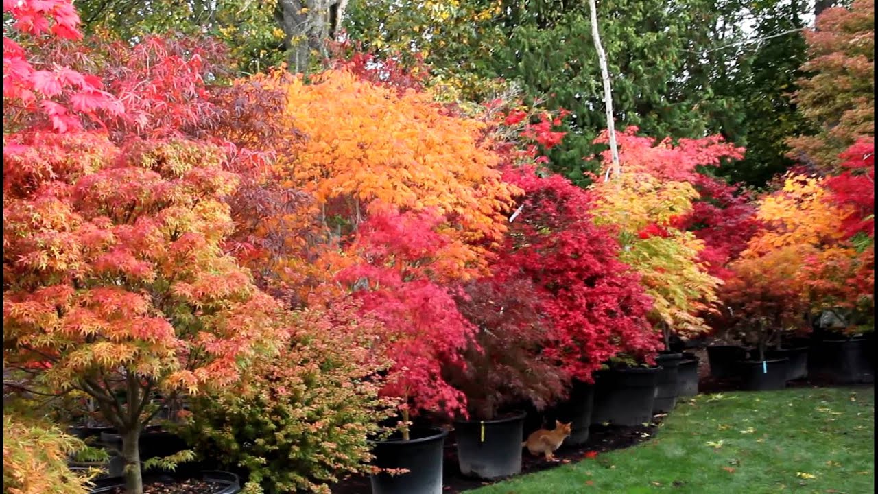 Best strawberry and lemon colored Japanese maples - Amazing Maples & Crazy Conifers