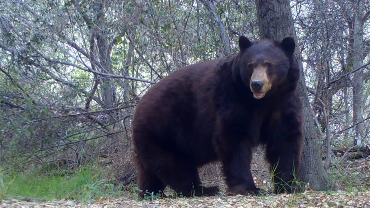 A Beautiful Bear Living His Best Life In The Angeles National Forest
