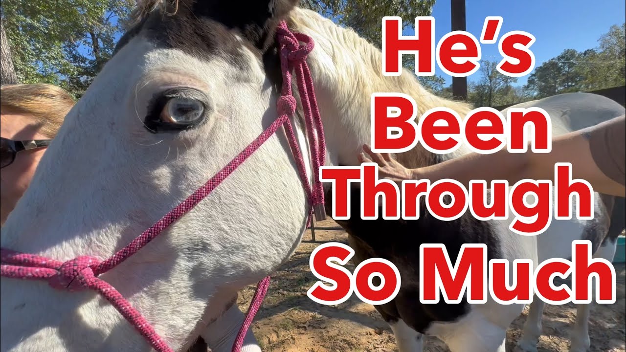 My Horse Gets His First Treatment Post Major Accident