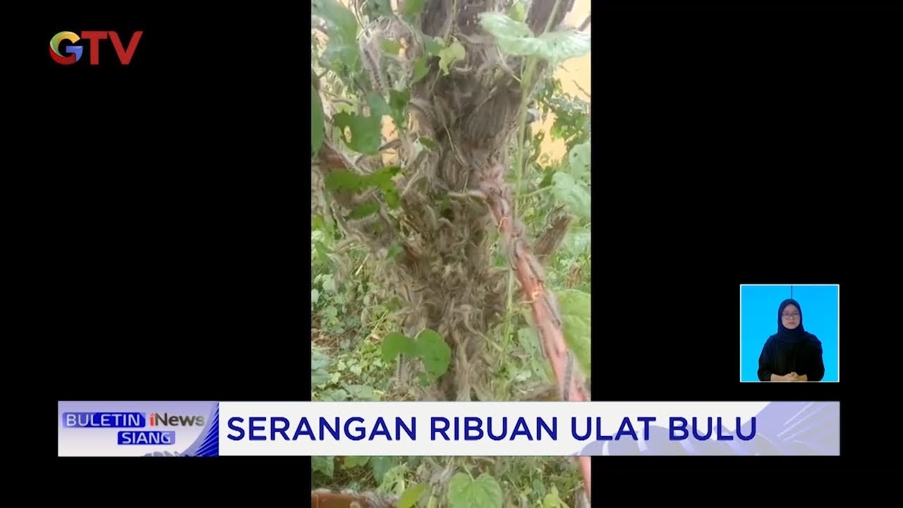 Ribuan Ulat Bulu Serang Dua Kantor di Situbondo #BuletiniNewsSiang 16/06