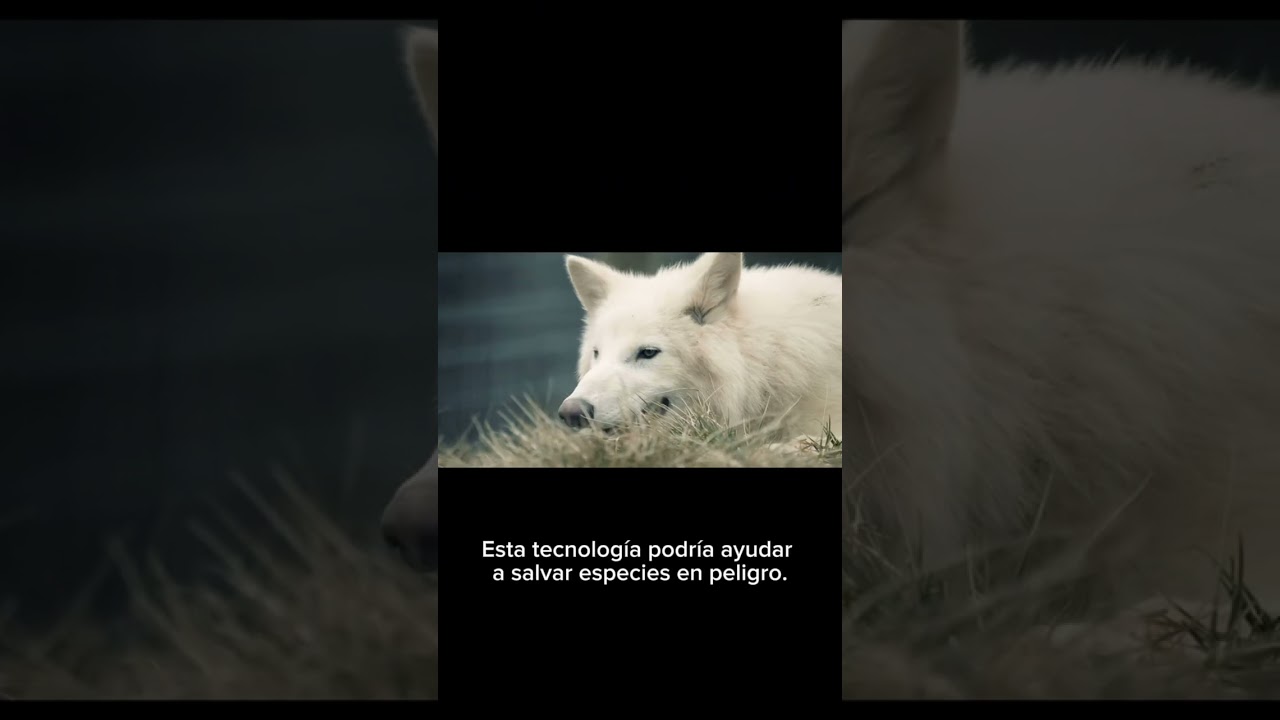 desextinci&oacute;n del Lobo Extinto: Canis Dirus #DirtedWolf #Loboterrian #CanisDirus