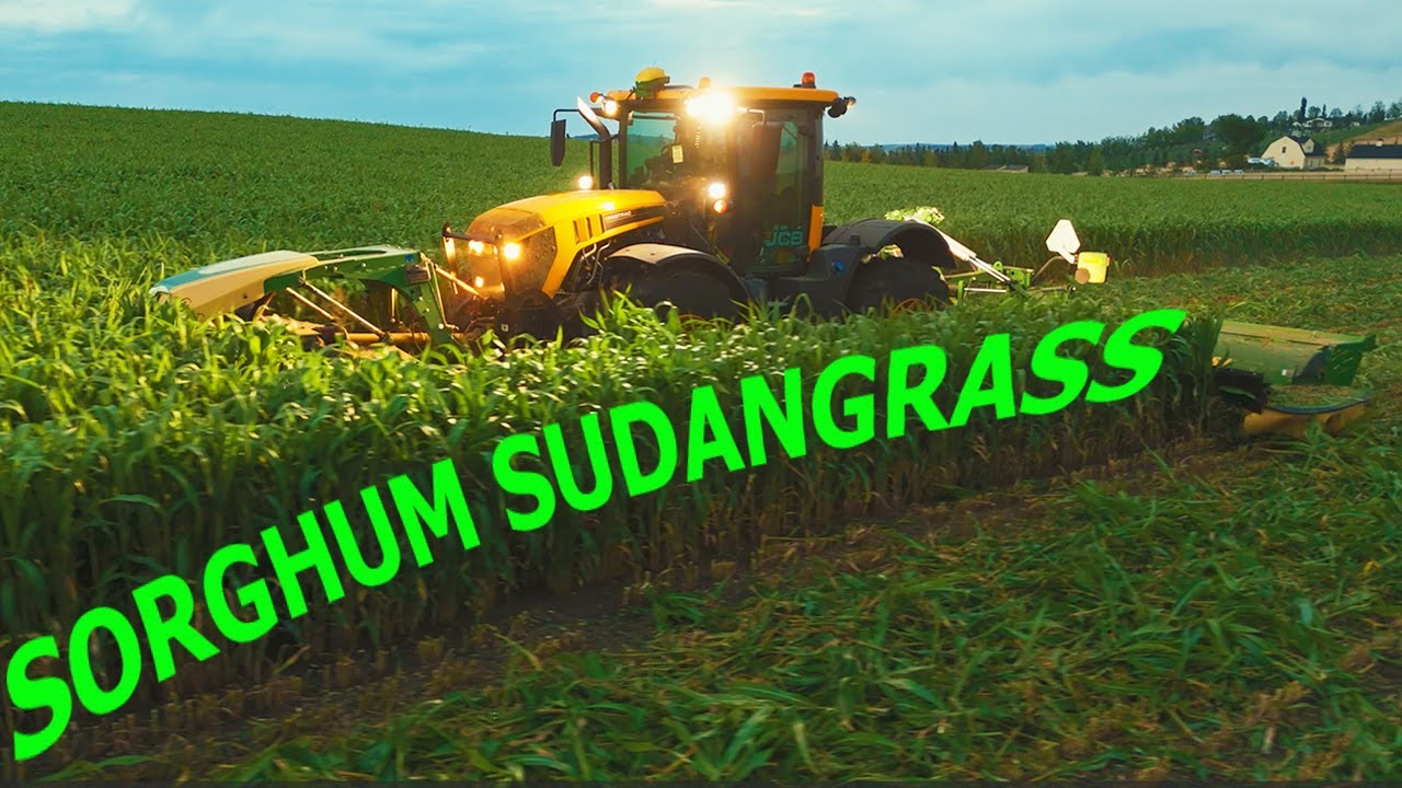 Miracle #1 - Can we Cut Sorghum Sudan Grass with Krone Triple Mowers?