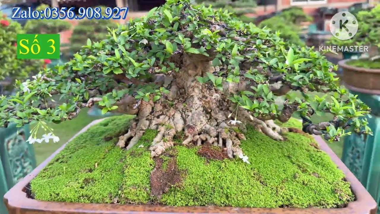 Ngày 17-1 Giao lưu Mai chiếu thủy lùn lực