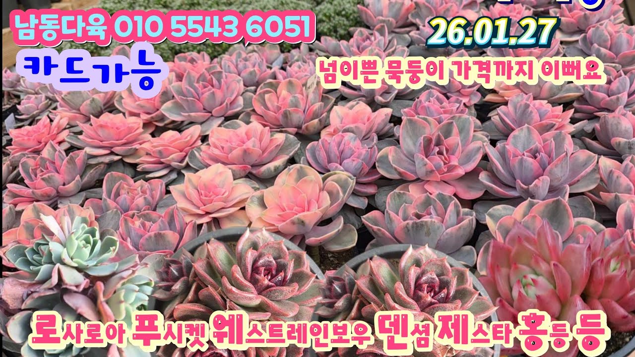 남동다육(1)달달구리묵둥이 웨스트레인보우 덴셤 제스타 홍등 헤라 푸시켓 로사로아 엘샤 등