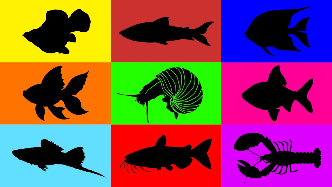 Fish: Crawfish, Angelfish, Snail, Catfish, Swordtail Fish, Glofish, Molly Fish, Goldfish
