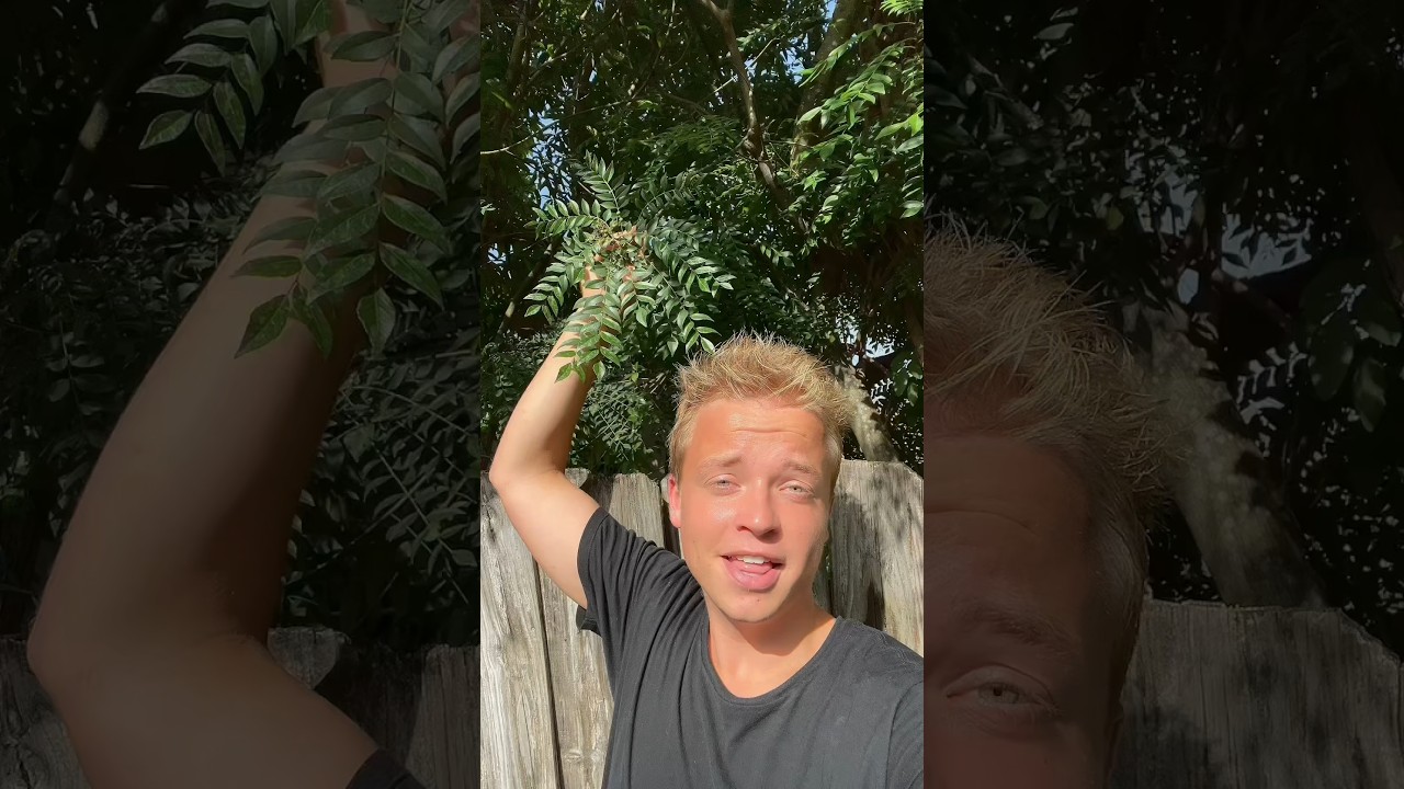 When life gives you curry leaf trees&hellip; make curry!