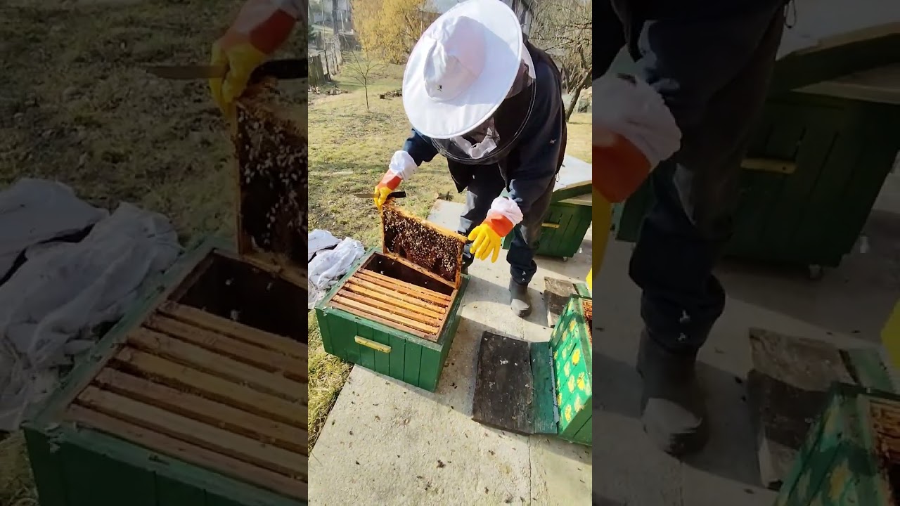 Join me inside a beehive during our cleaning. See what’s inside and explore how the bees live !