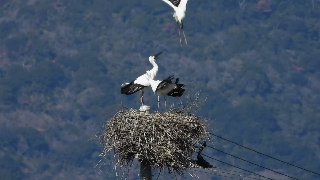 鳴門コウノトリ 2026/02/04 撮影 成長記録 徳島県鳴門市