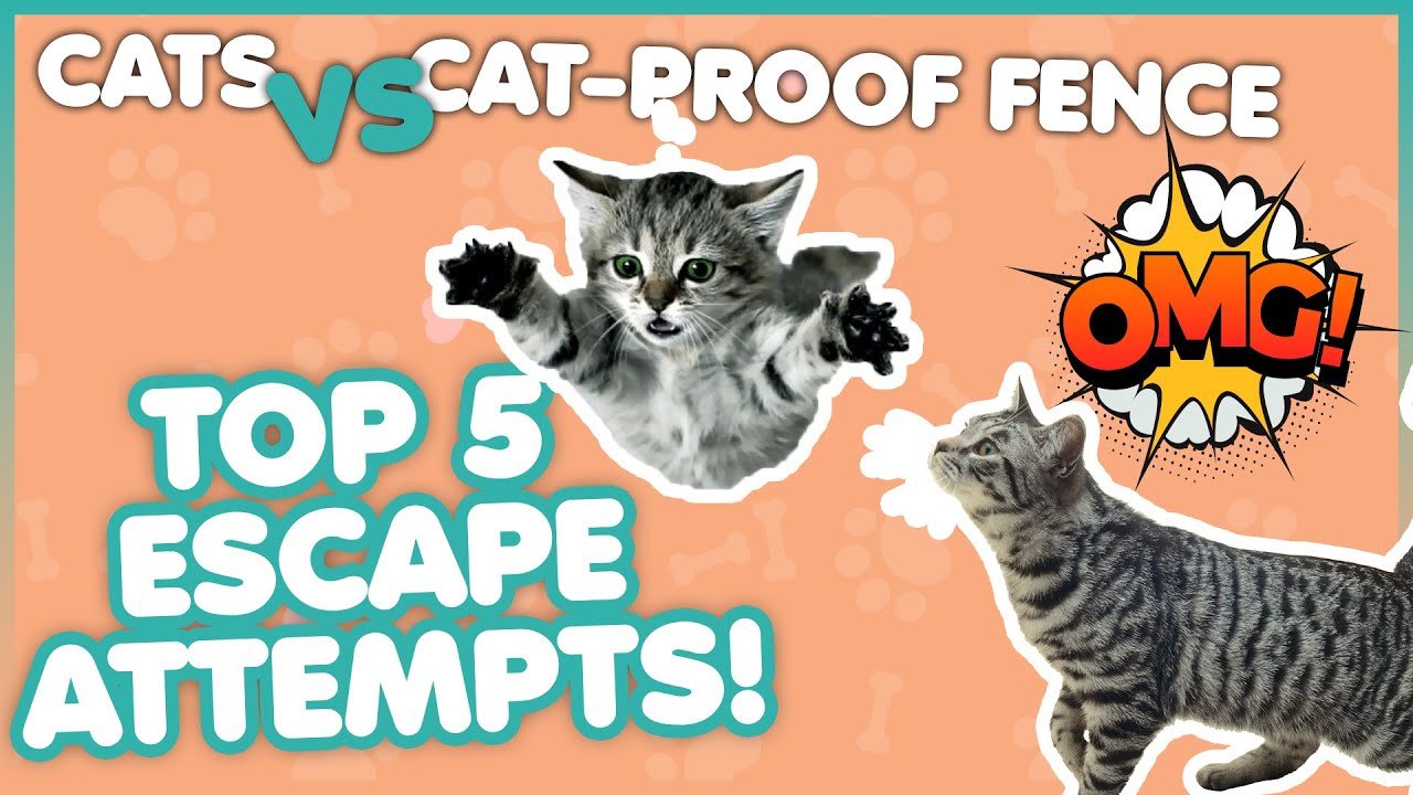 Cats VS Cat-Proof Fence - Oscillot® Top 5 Escape Attempts