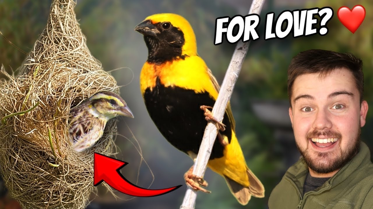 The GREATEST Nest in My Aviary… | 15/31