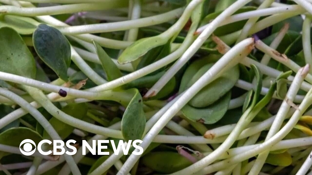Alfalfa sprouts linked to food poisoning illnesses like E. coli and salmonella