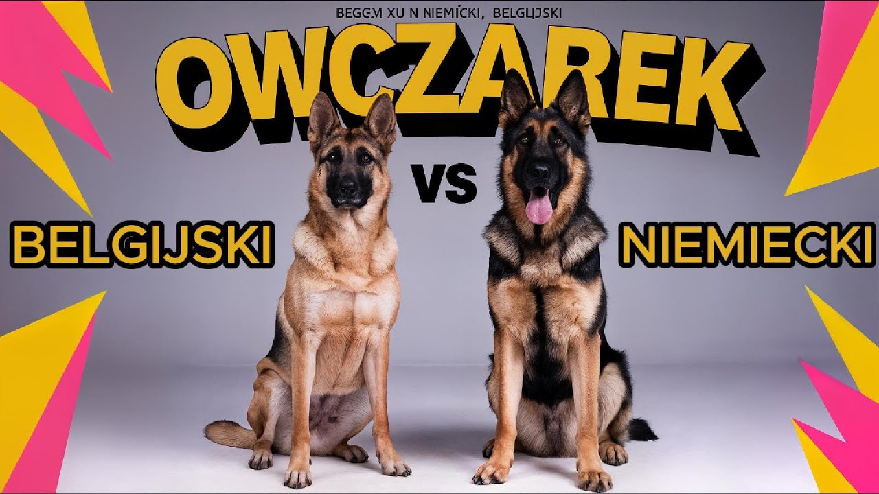 Owczarek Niemiecki vs Owczarek Belgijski #malinois  &ndash;Por&oacute;wnanie Ras |  Pies Dla Twojego Stylu Życia?