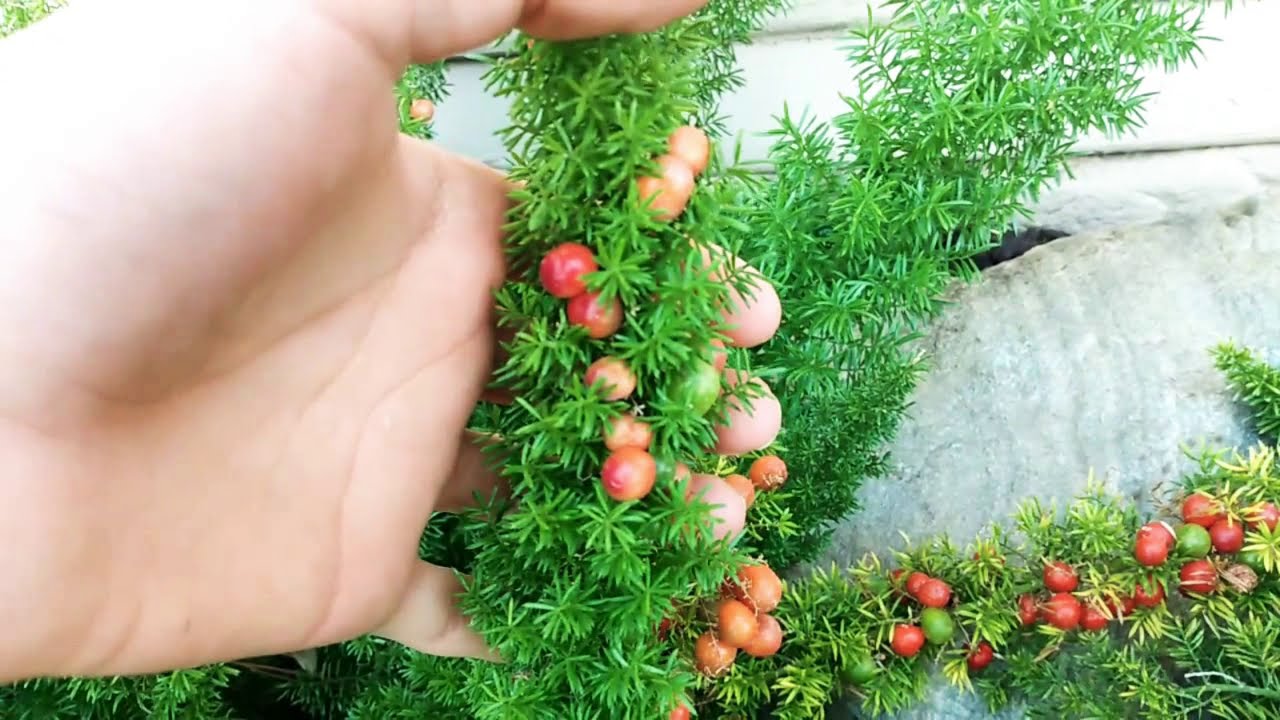How to Grow a Foxtail Fern From Seed