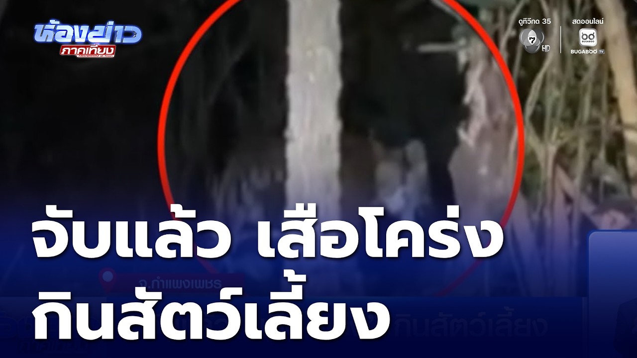 จับแล้ว เสือโคร่ง กินสัตว์เลี้ยง | ห้องข่าวภาคเที่ยง