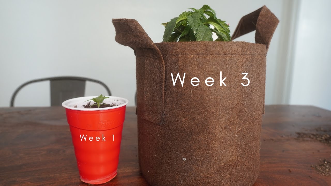 When To Repot Your Cannabis Plants // Weed Grow Update Week 3 - Repotting Guide