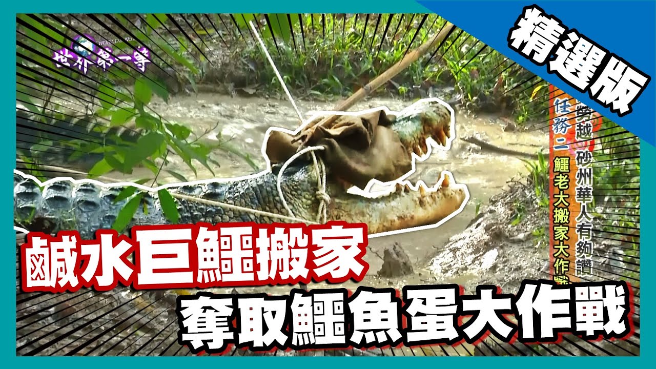 【砂勞越】16英呎鹹水巨鱷 總統套房搬家大作戰 ｜《世界第一等》544集精華版