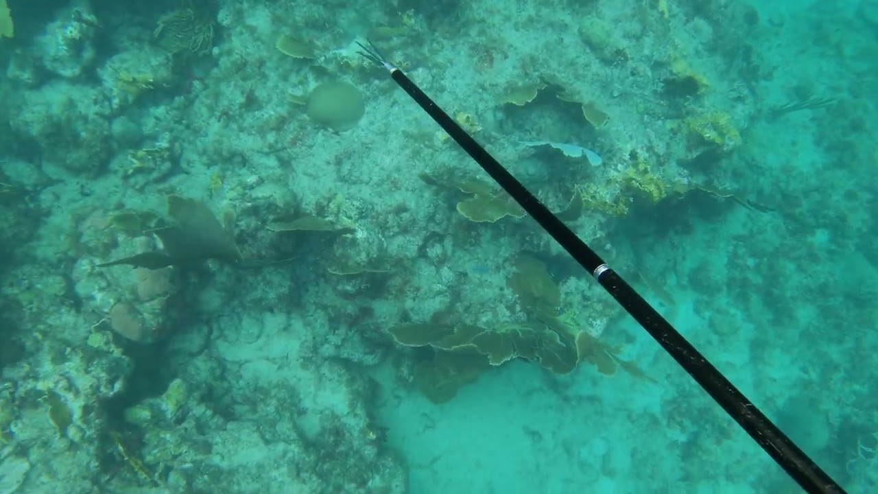 Eagle Ray spotted