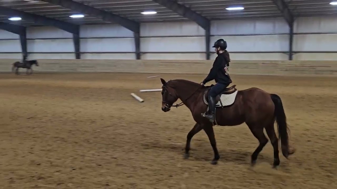 2026 Show #1 norakate owen and foxy novice youth equitation over fences ( any height ) 