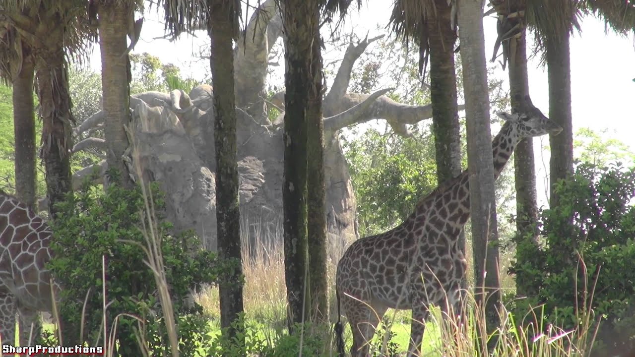 Kilimanjaro Safaris (Full Ride) Disney World's Animal Kingdom