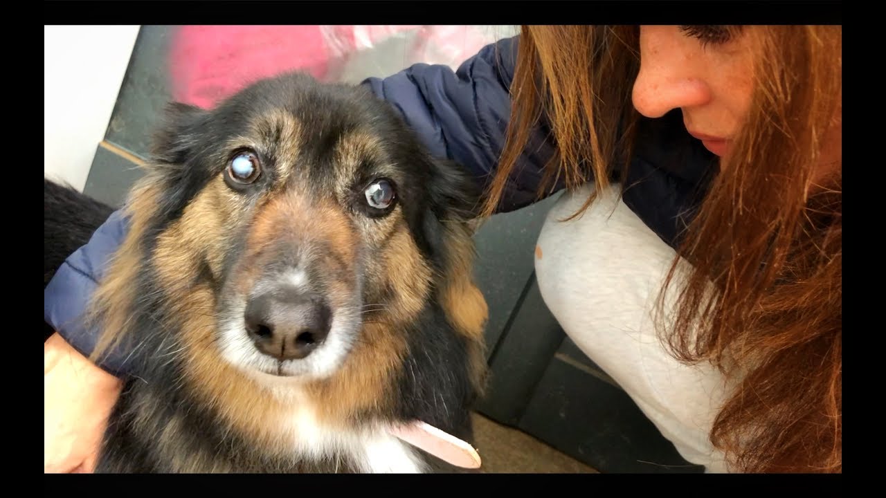 Perrita adoptada ha de separarse de su familia, no sabe cuando volverán