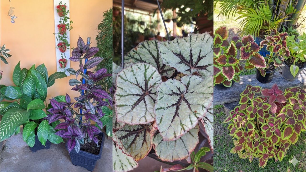 Plantas coloridas  para vasos ou jardins.