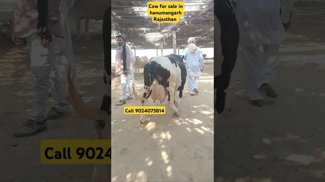 25 liter milk capacity wali gay,cow farm in Rajasthan,cow for sale in hanumangarh #dairyfarming #cow