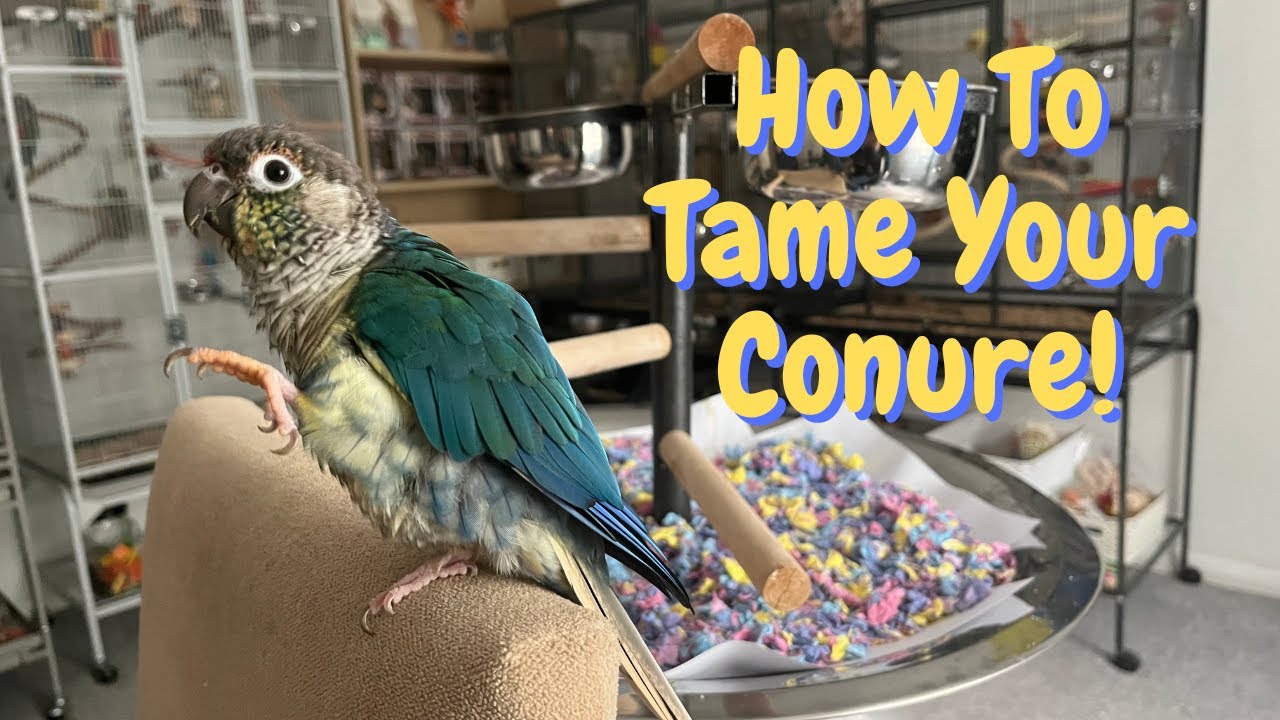 Conure Bonding | How To Bond With And Tame Your Conure | TheParrotTeacher