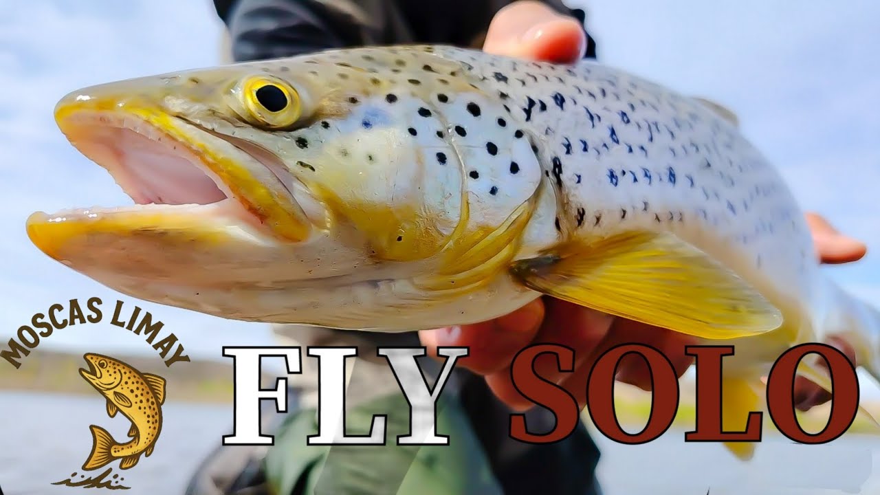 FLY SOLO - Patagonia norte LIMAY inferior
