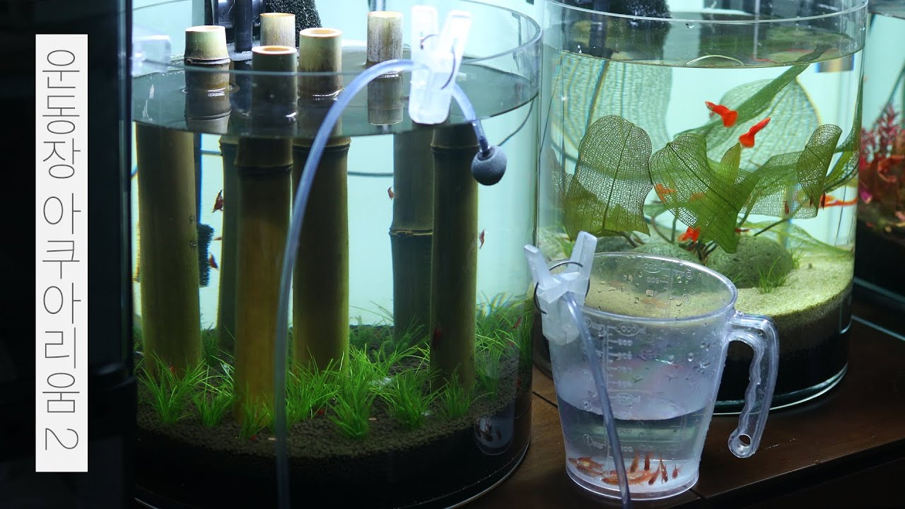 운동장 아쿠아리움 2 | 대나무 숲 | 물멍 | Playground Aquarium 2 | MulMung