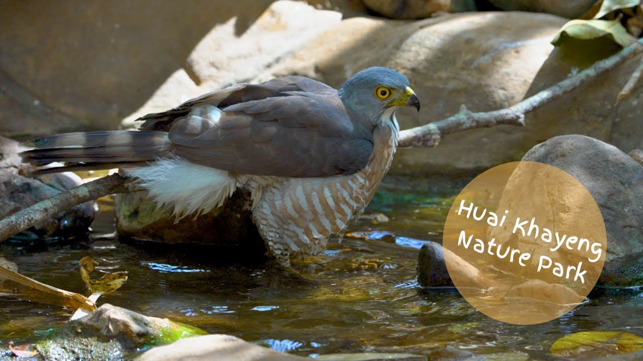 Birds at Rocky Pool - March 2025 Part 2