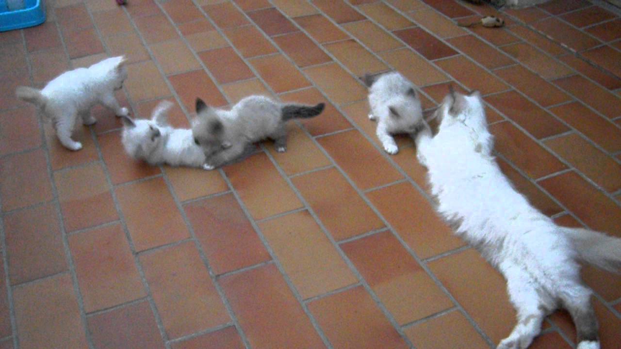 chatons Sacré de Birmanie jouant