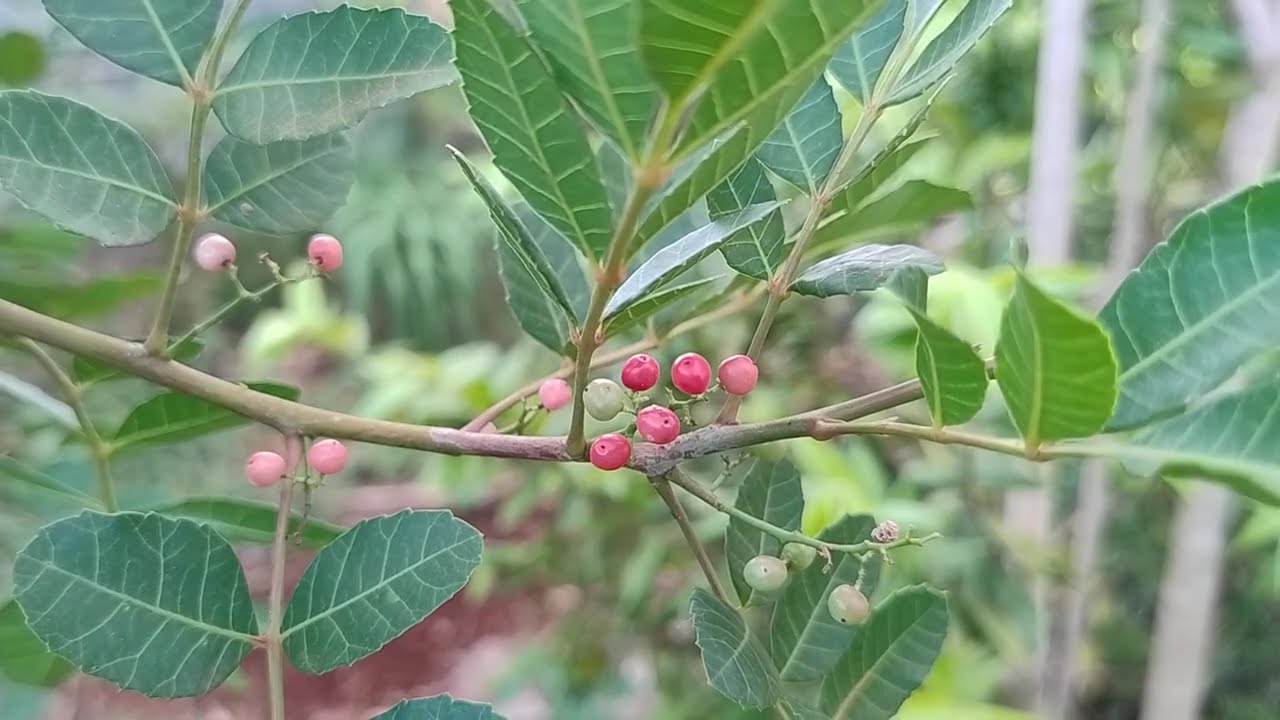 Produção após 4 anos de quintal pomar agroflorestal Novembro 2025