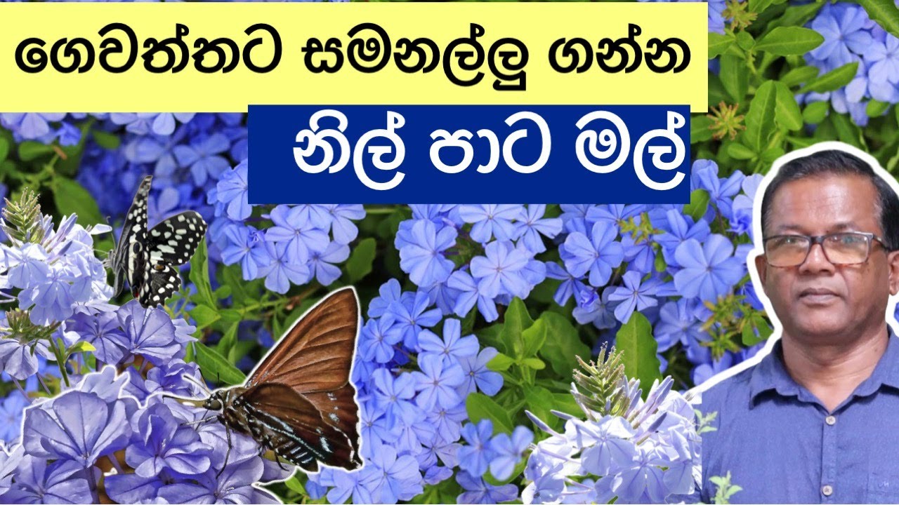 මල් වගාවට කැමති අයට | Plumbago auriculata | Ceylon Agri | Episode 189
