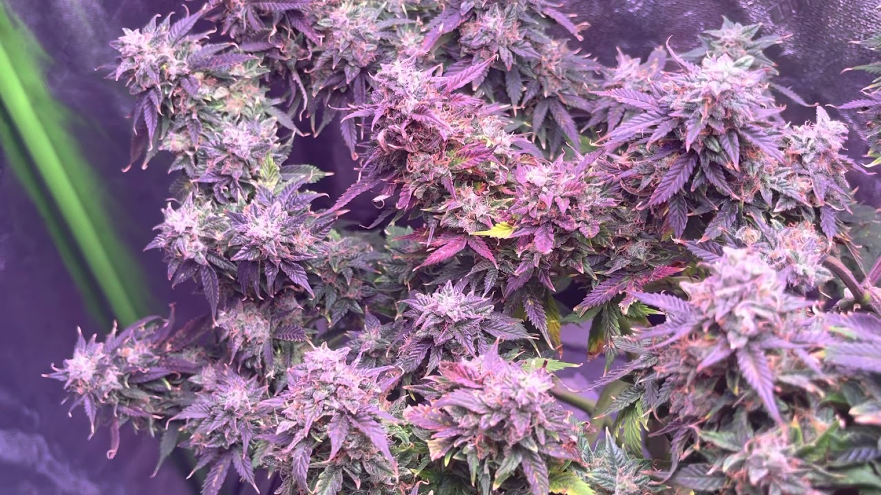 Gelato auto flower from ILGM