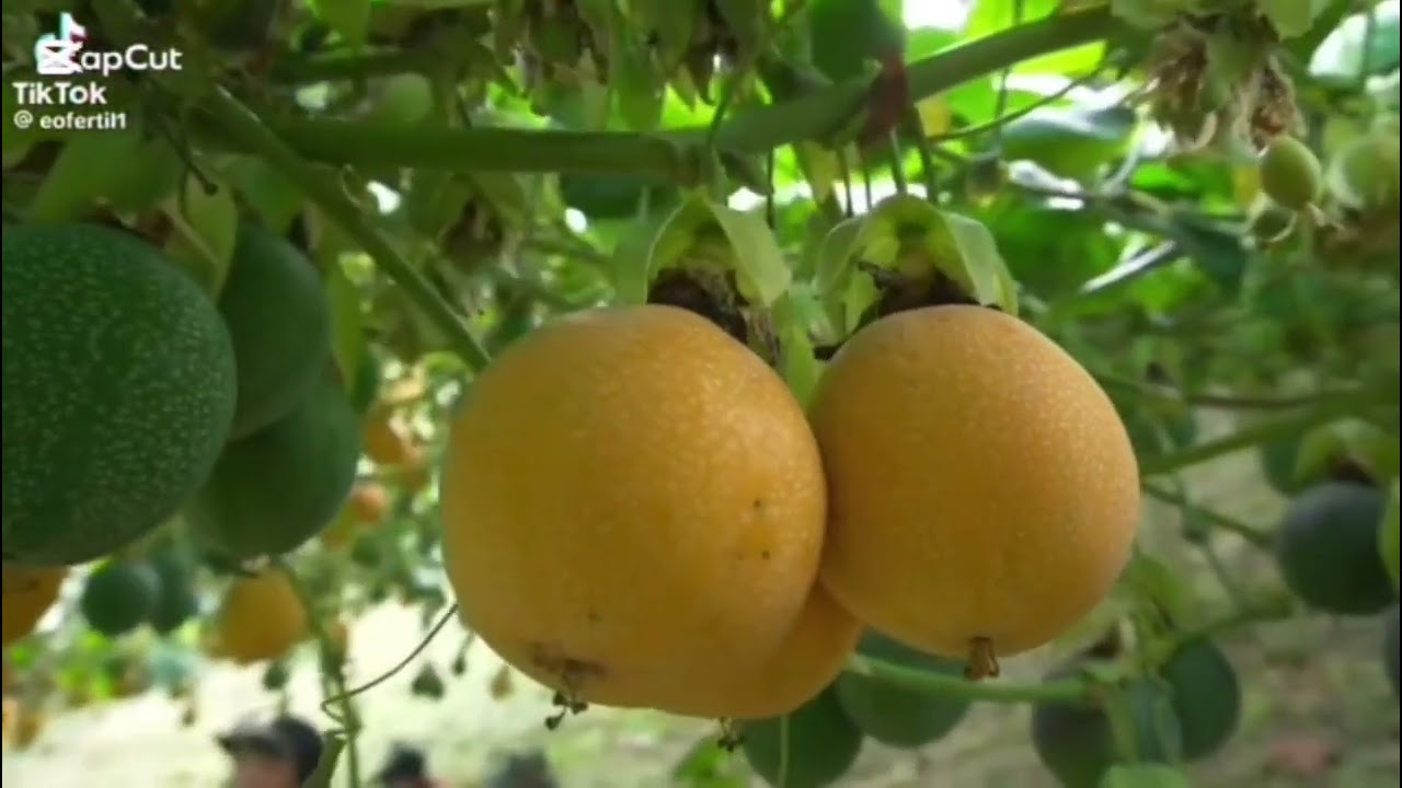 Cultivo de granadilla 