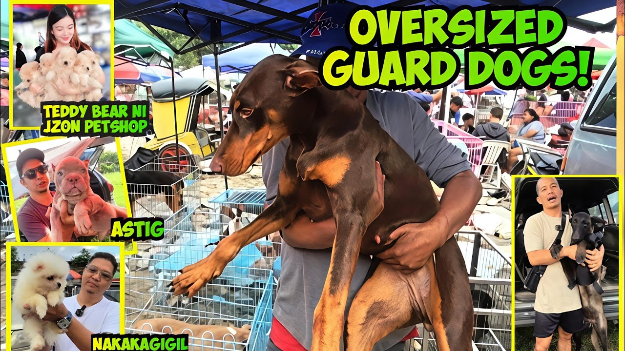 KAHIT GAANO KA KATAPANG! TAKBO KA SA LAKI NILA! BOCAUE PET MARKET BULACAN 12/19/25