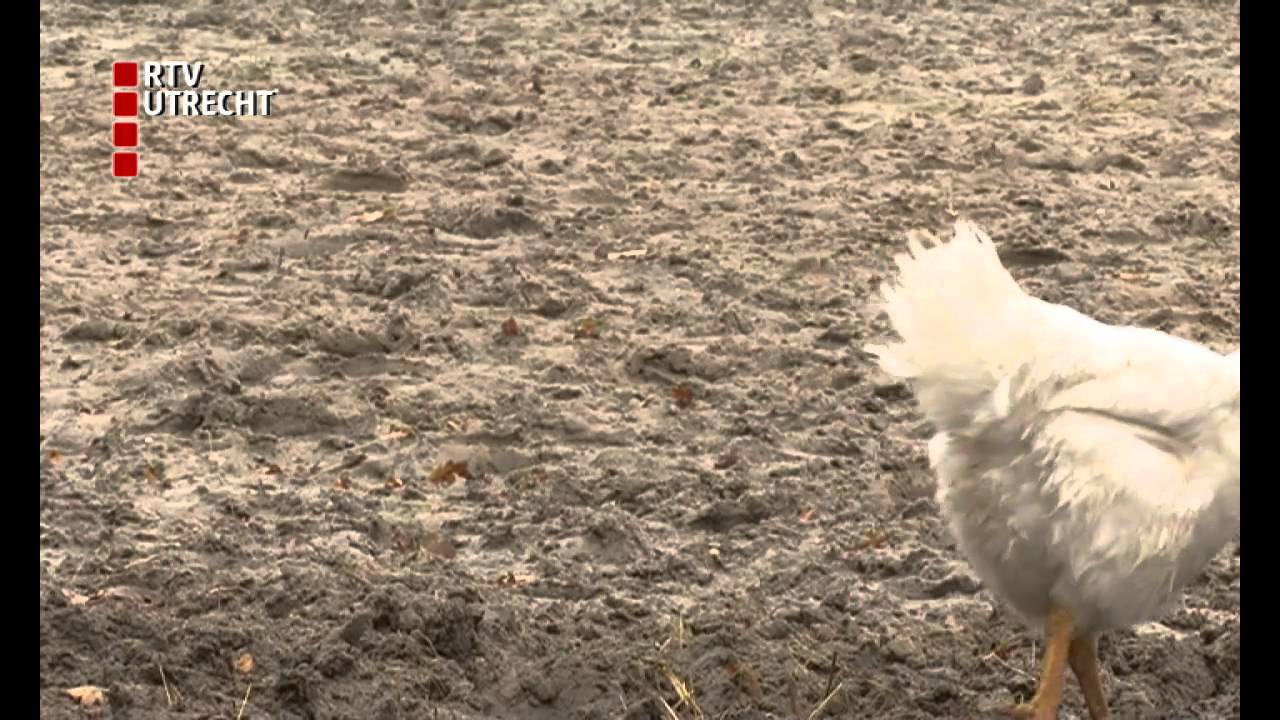 Hanen kraaien nog altijd in Woudenberg