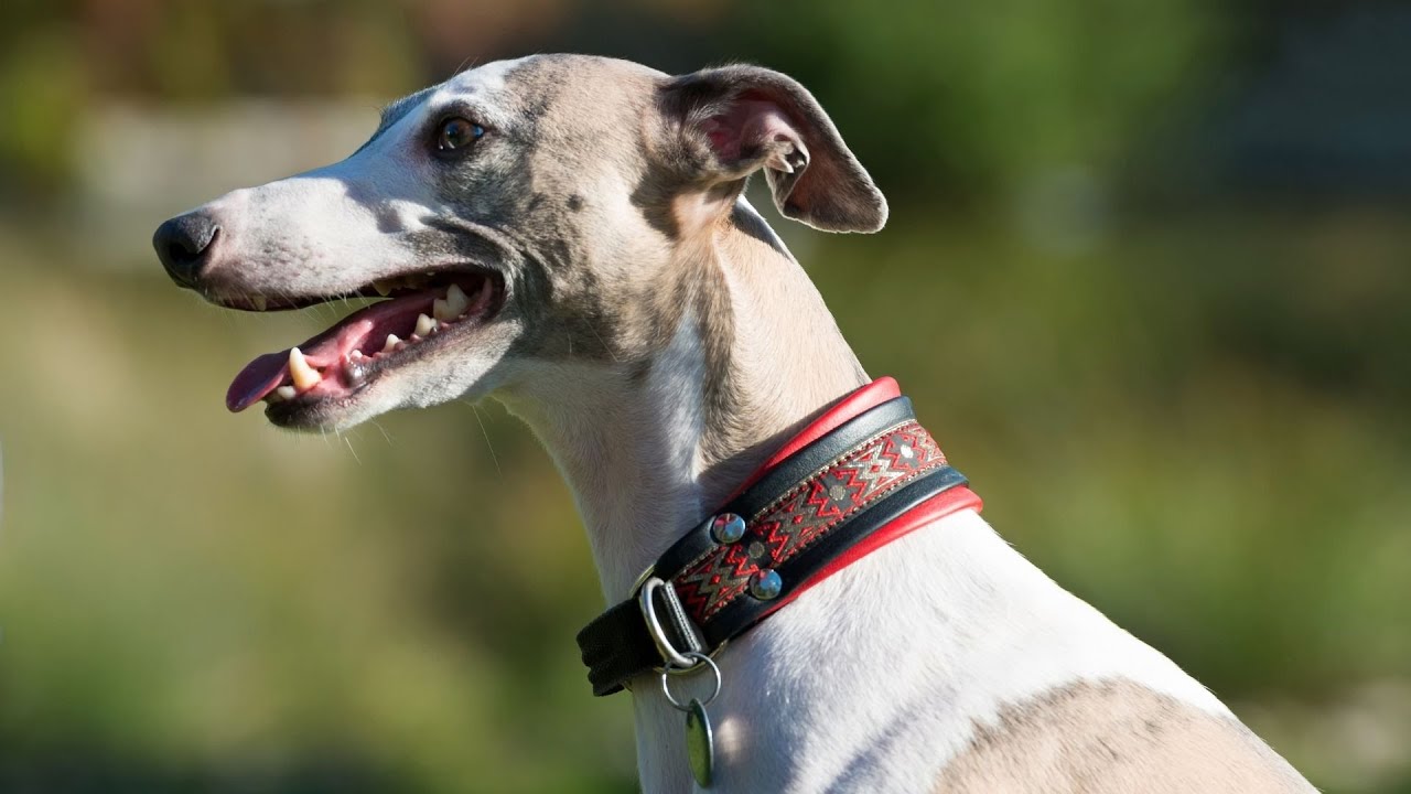 Managing Whippet Shedding - Tips for a Healthy and Shiny Coat