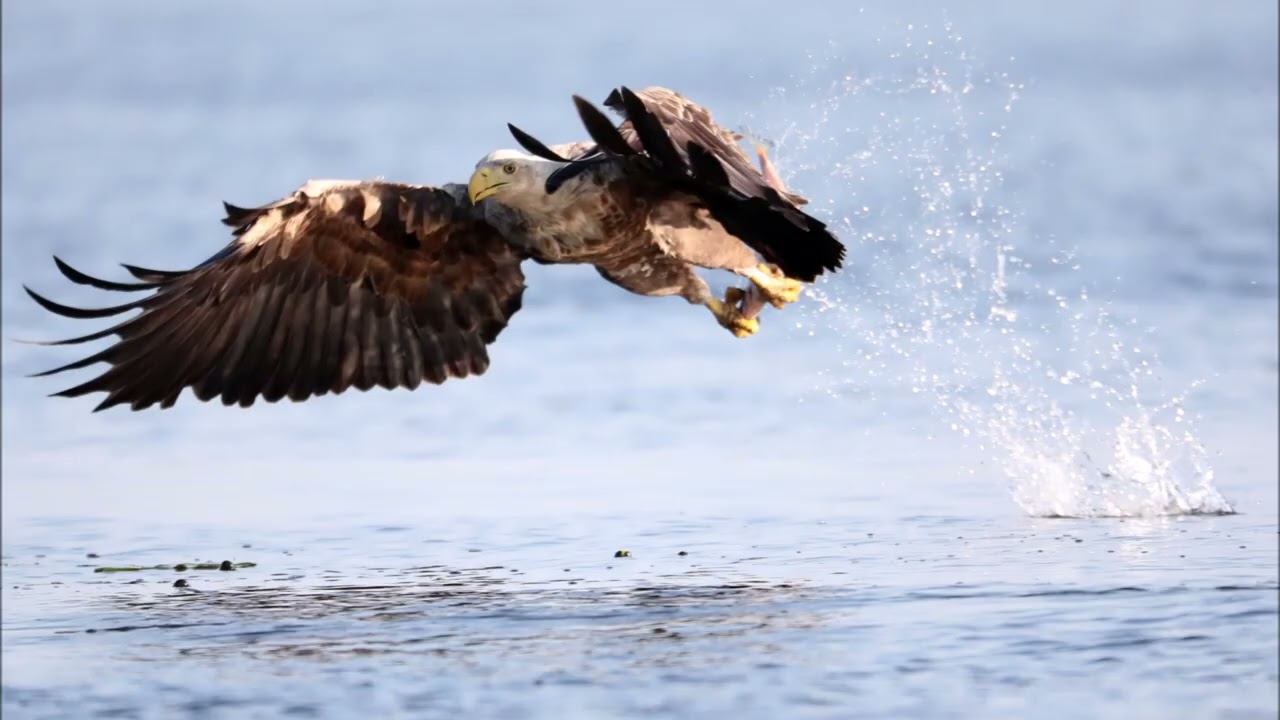 Stepnica Polen - Wildlife