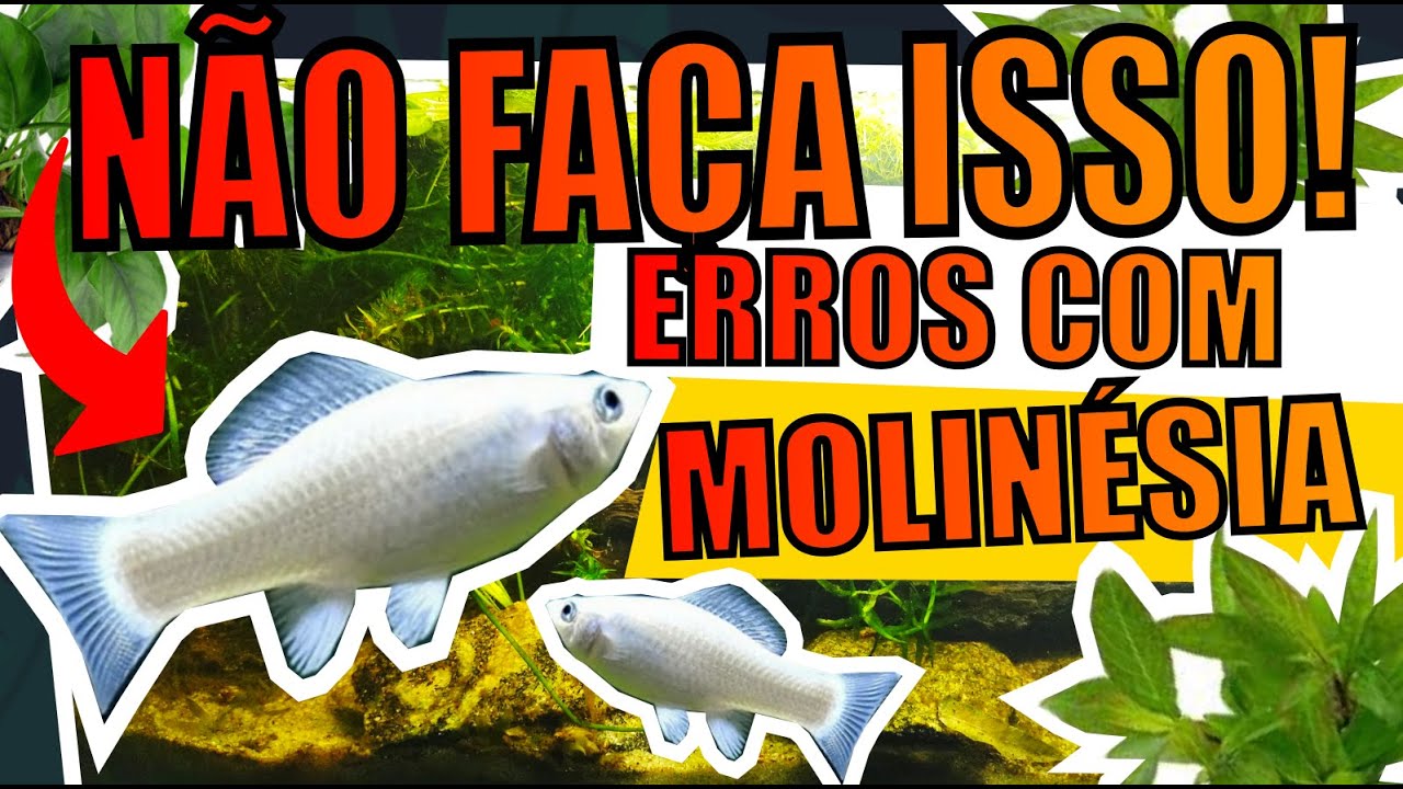 🔴MOLIN&Eacute;SIA: ERROS MAIS COMUNS QUE AQUARISTAS COMETEM |Mr. Betta|