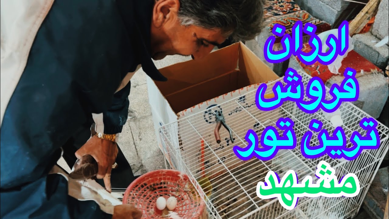 خرید ۱ جفت کبوتر مولد شهرستانی ارزان فروش ترین تور(سله)نام‌گذاری سوزان به عشق عشق بازان اهواز درمشهد