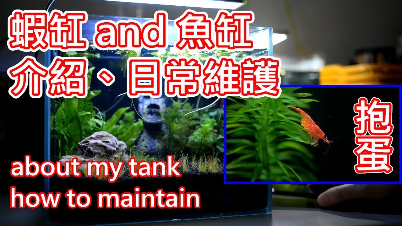 魚缸資料介紹 日常維護 about my tank and how to maintain